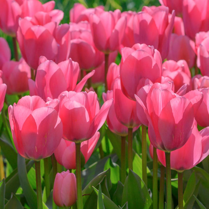Tulip 'Big Love'