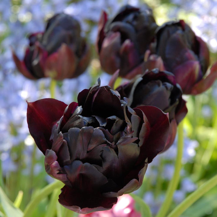 Tulip 'Black Hero'