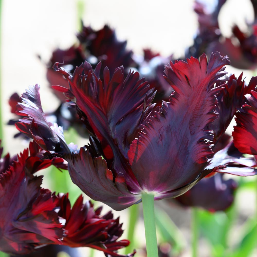 Tulip 'Black Parrot'