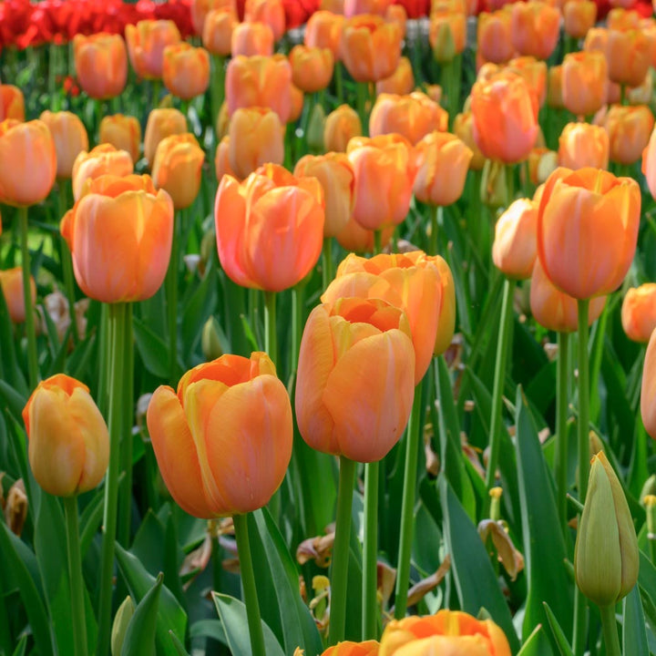 Tulip 'Dordogne'