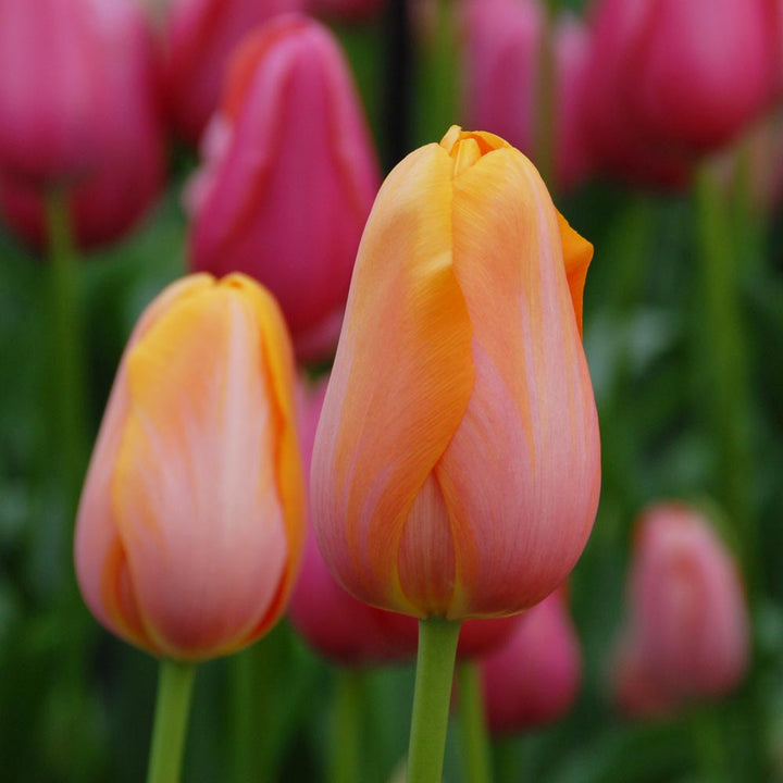Tulip 'Dordogne'