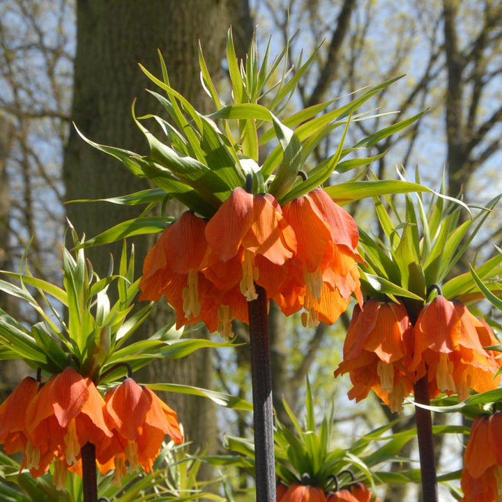 Fritillaria imperialis 'Rubra Maxima'