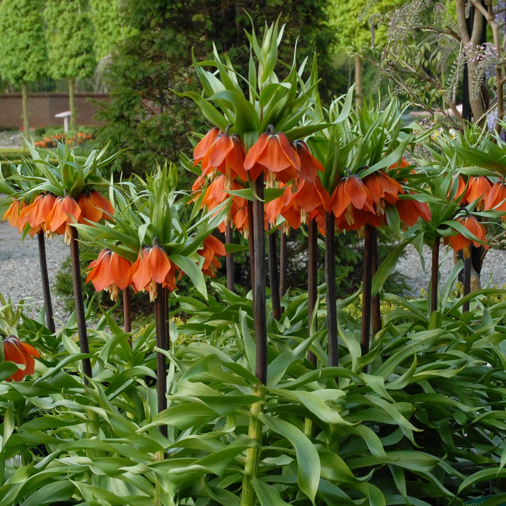 Fritillaria imperialis 'Rubra Maxima'