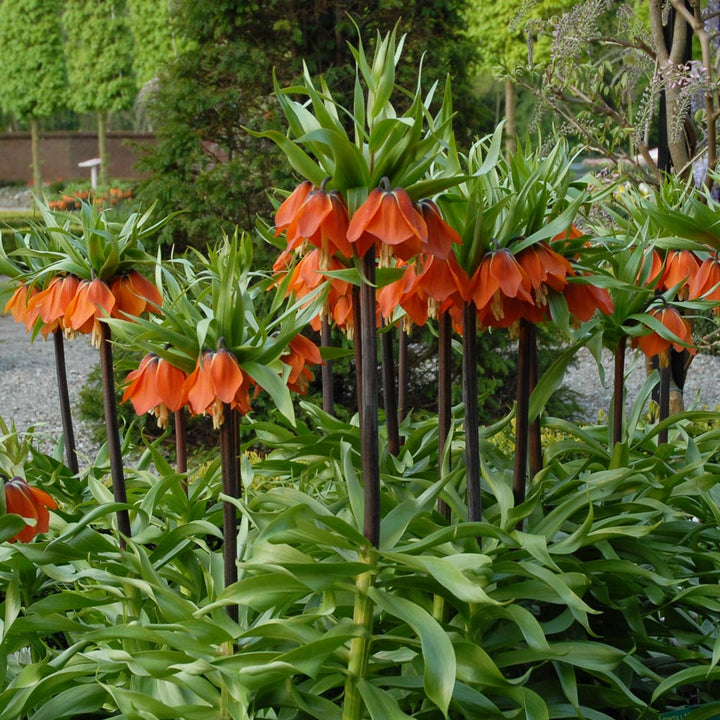 Fritillaria imperialis 'Rubra Maxima'