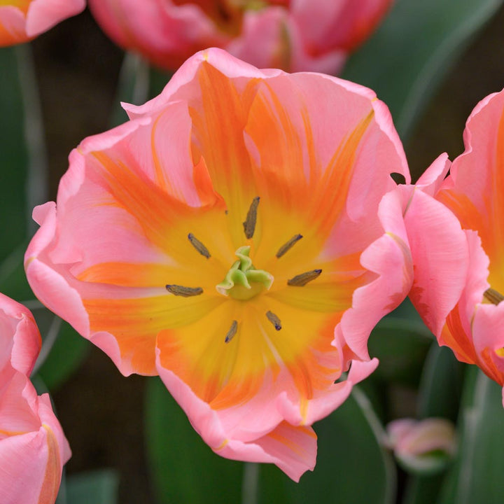 Tulip 'Pretty Princess'
