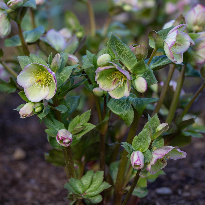 Helleborus Frostkiss® Glenda's Gloss®