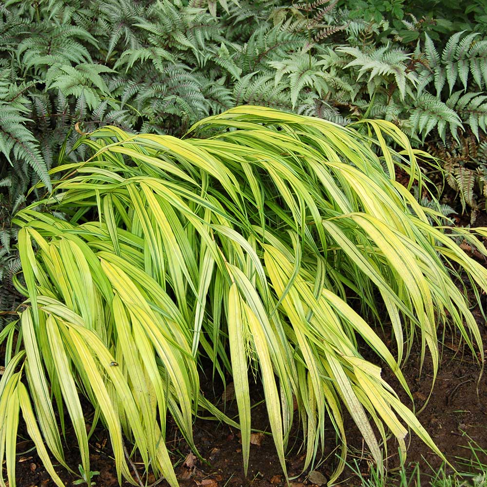 Hakonechloa macra 'Aureola'