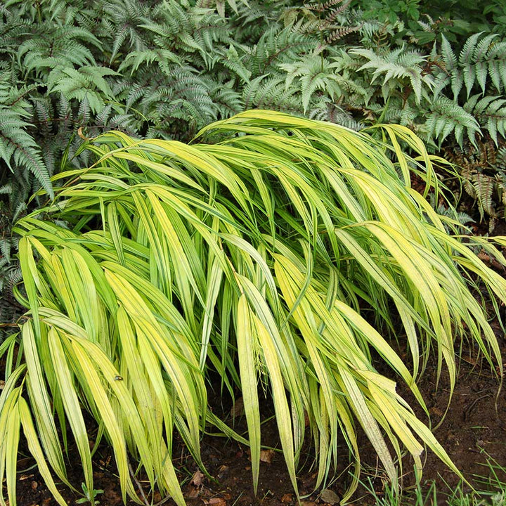 Hakonechloa macra 'Aureola'