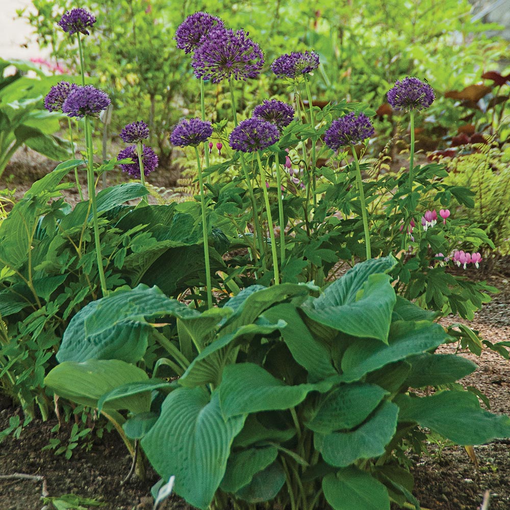 Allium 'Purple Sensation'
