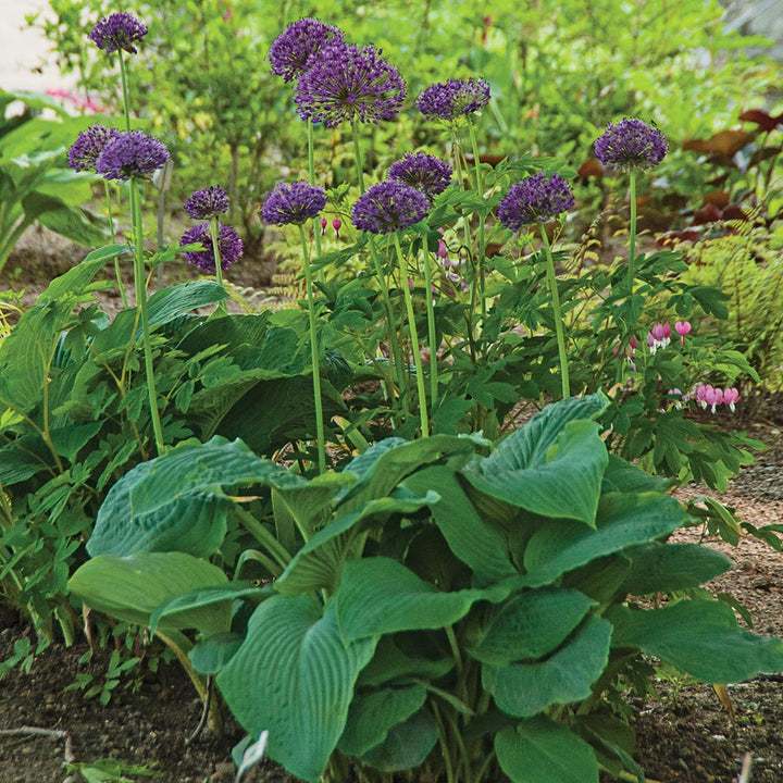 Allium 'Purple Sensation'