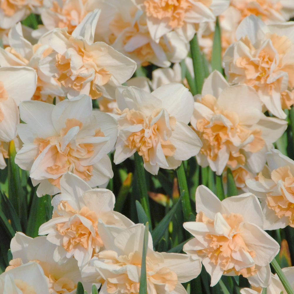 Narcissus 'Delnashaugh'