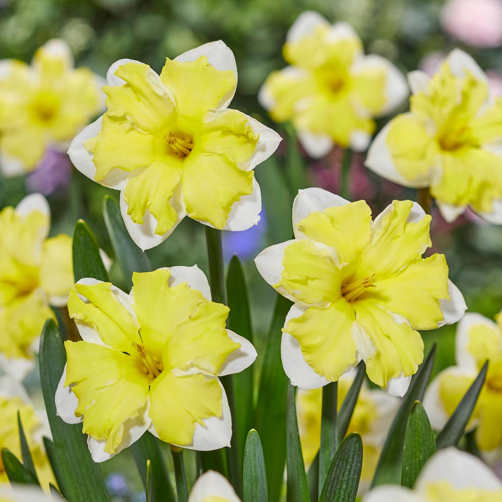 A Mix of Butterfly Daffodils