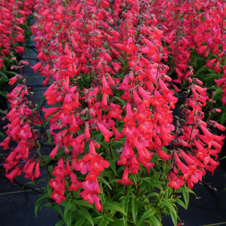 Penstemon Quartz® Red