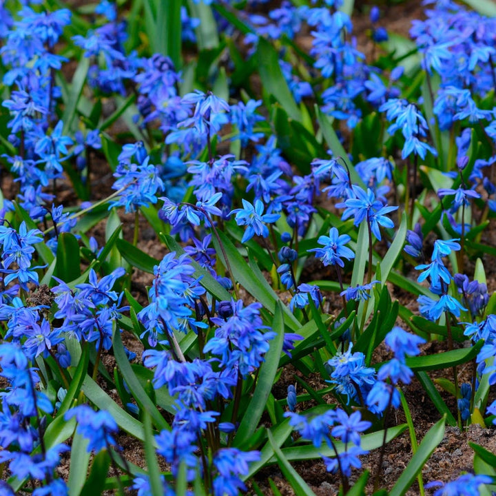 Scilla siberica