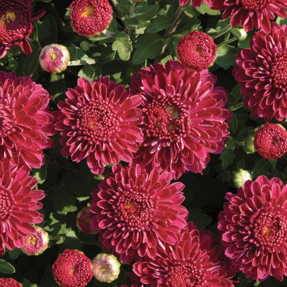 Chrysanthemum 'Cool Igloo'