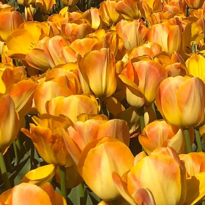 Tulip 'Chong Ming Love'