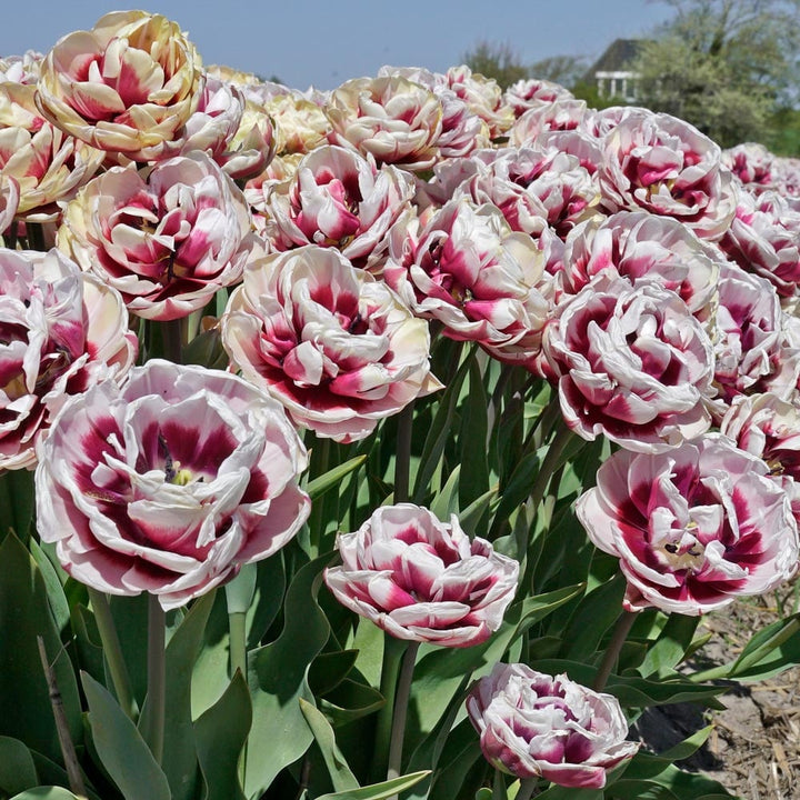 Tulip 'Pistache'