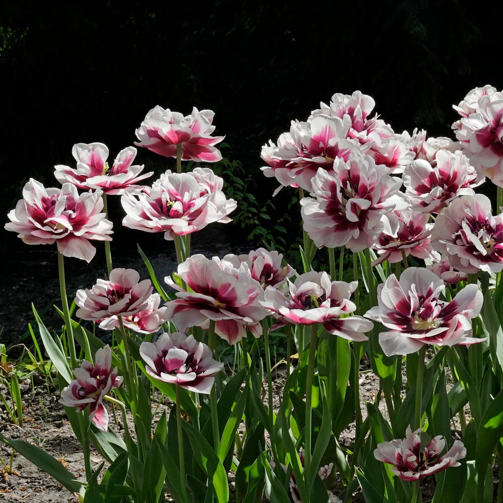 Tulip 'Pistache'