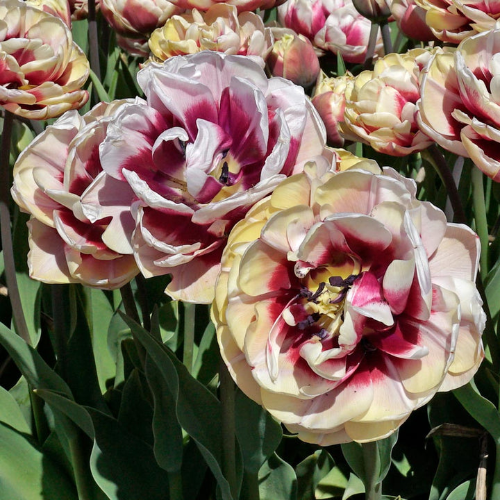 Tulip 'Pistache'
