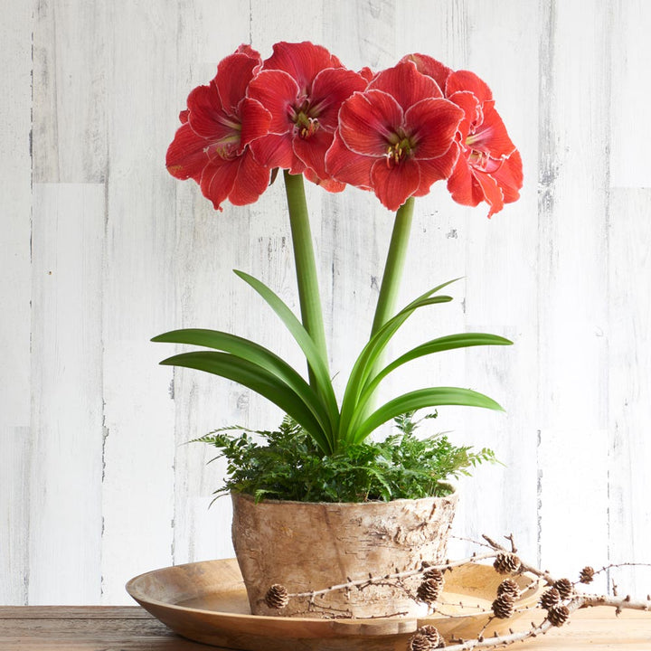 Amaryllis 'Magical Touch' & Fern Dish Garden Kit