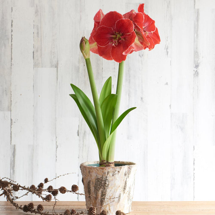 Amaryllis 'Magical Touch,' one bulb in Birch basket