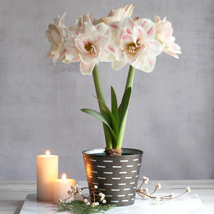 Amaryllis 'Aquaro,' one bulb in black metal cachepot