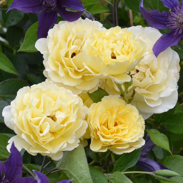 Rose Easy Elegance® Yellow Submarine