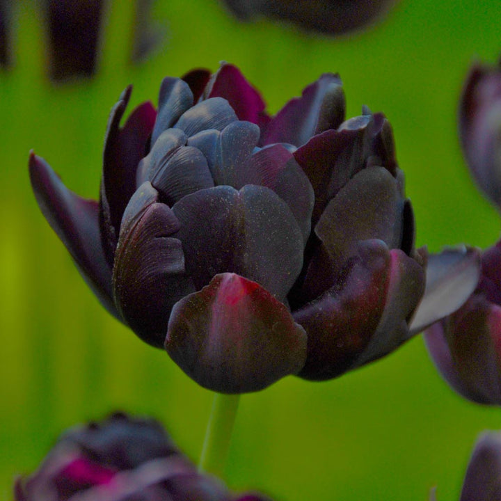 Tulip 'Black Hero'