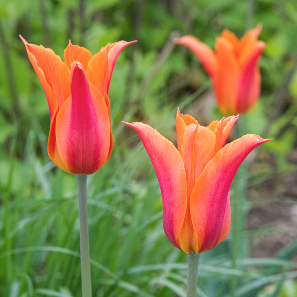 Painter's Palette Tulip Mix