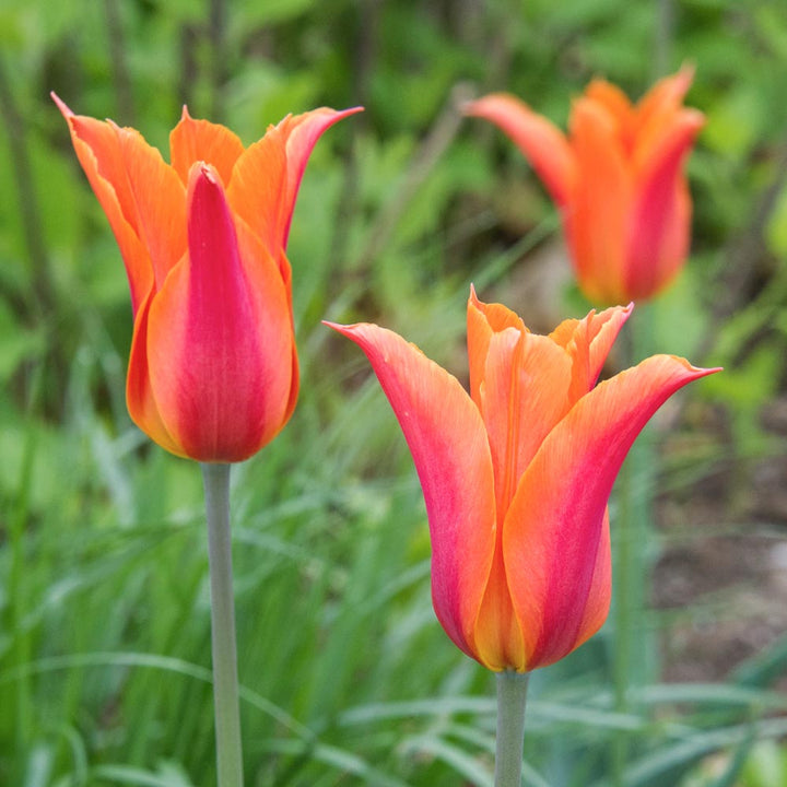 Painter's Palette Tulip Mix