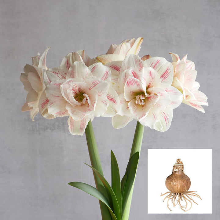 Amaryllis 'Aquaro,' one bulb in linen bag