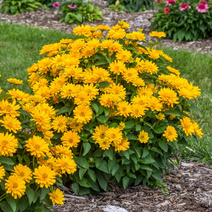 Heliopsis helianthoides Athena Gold™