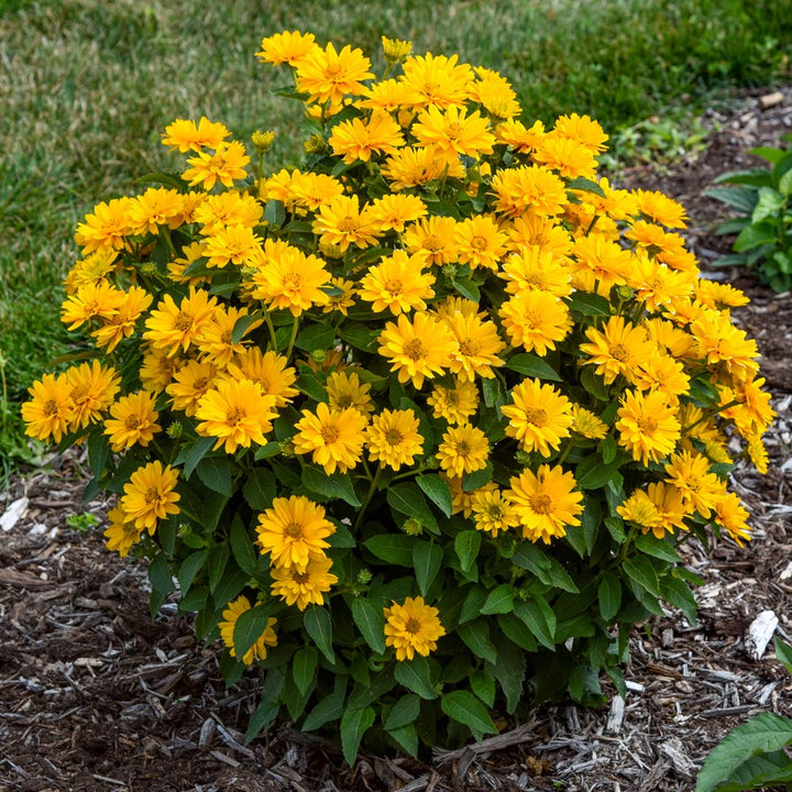 Heliopsis helianthoides Athena Gold™