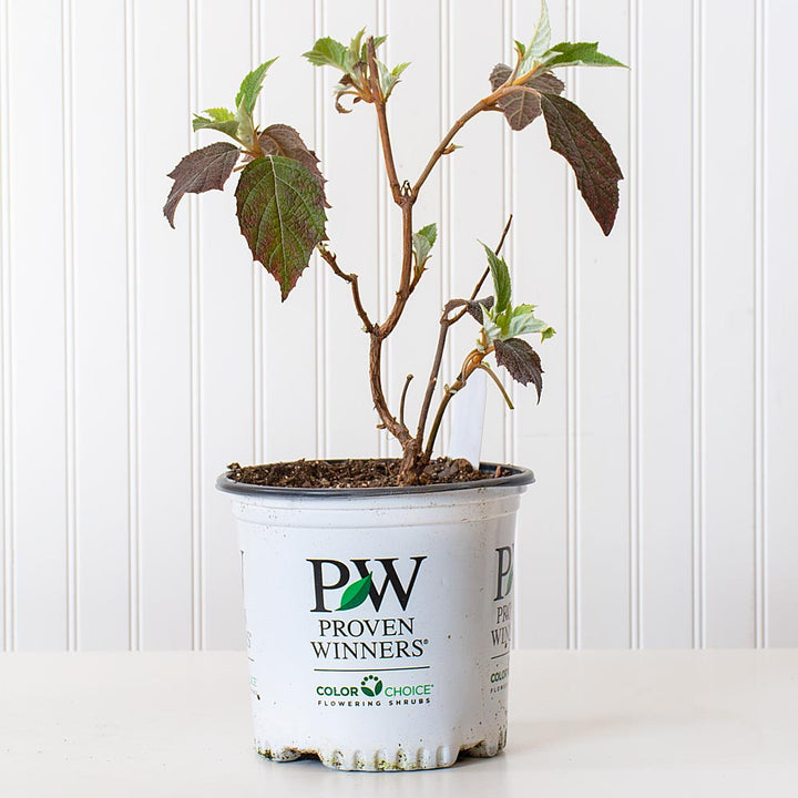 Hydrangea quercifolia Gatsby Gal®