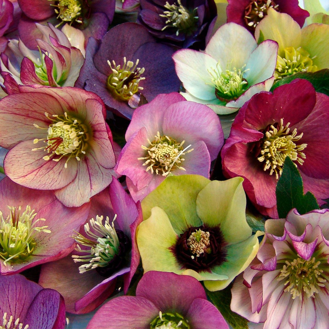 Helleborus Brandywine Hybrids™