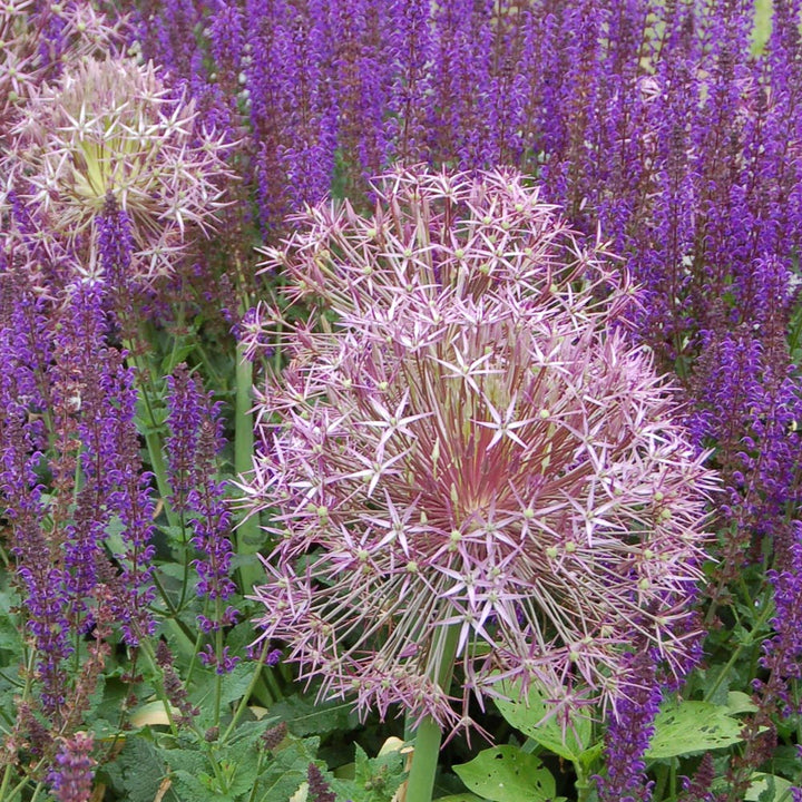 Allium cristophii