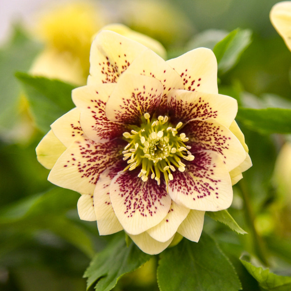 Helleborus Wedding Party® 'Father of the Bride'