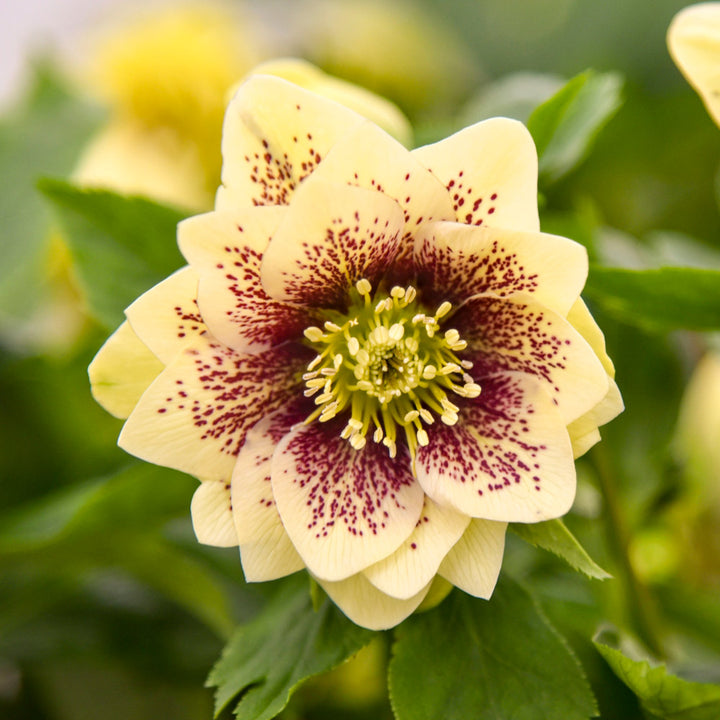 Helleborus Wedding Party® 'Father of the Bride'