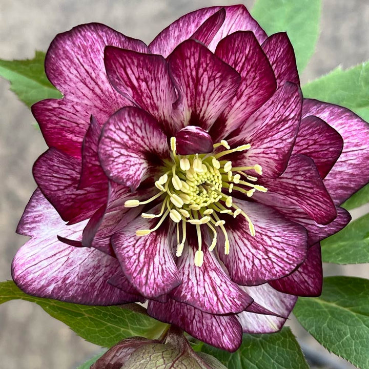 Helleborus Wedding Party® 'Whirlwind Romance'
