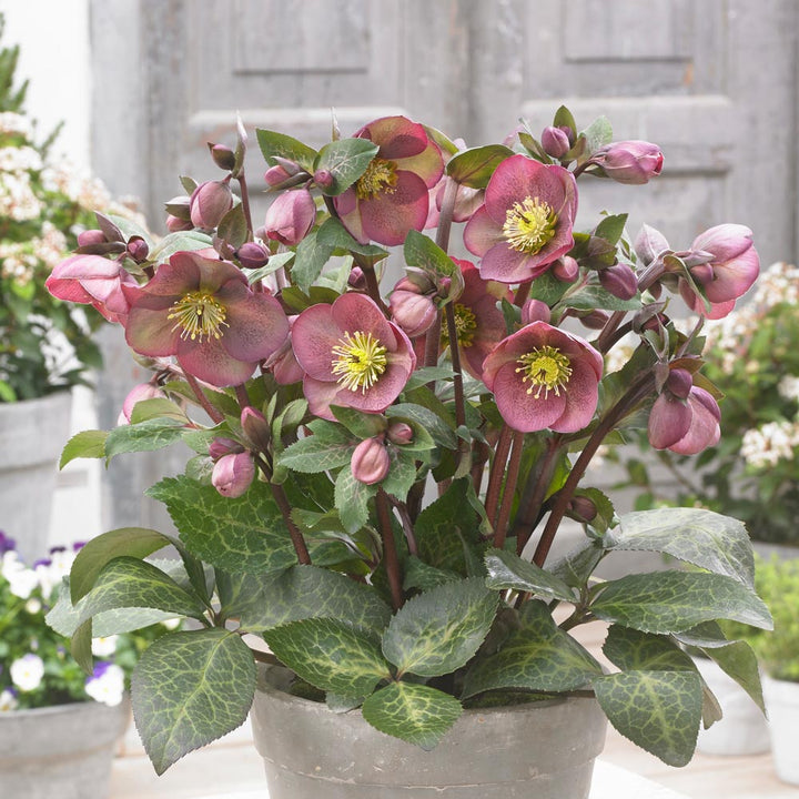 Helleborus Frostkiss® Pippa's Purple