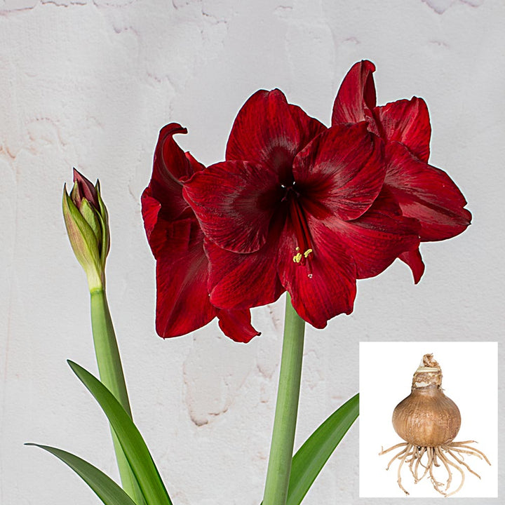Amaryllis 'Red Pearl,' one bulb in linen bag