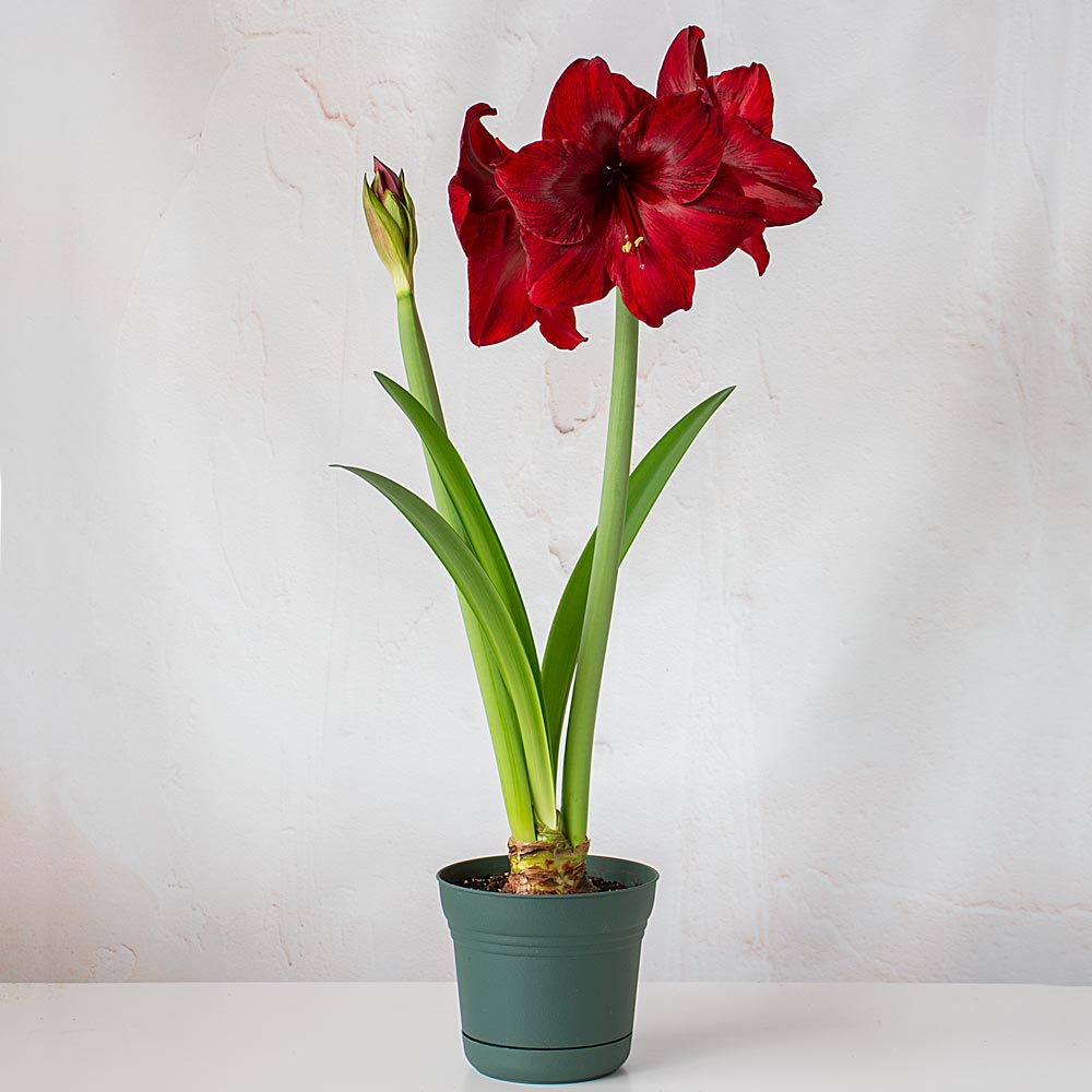 Amaryllis 'Red Pearl,' one bulb in nursery pot