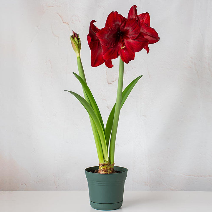 Amaryllis 'Red Pearl,' one bulb in nursery pot