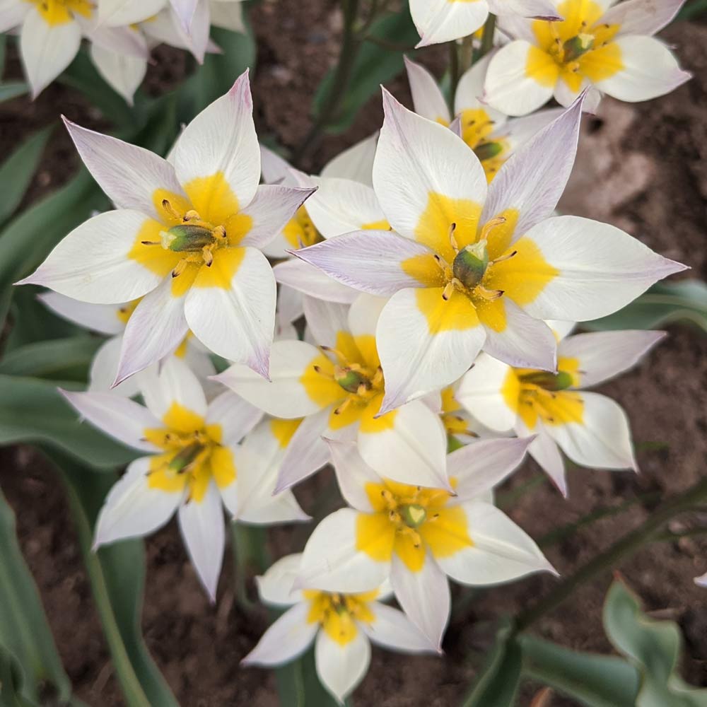 Tulip turkestanica