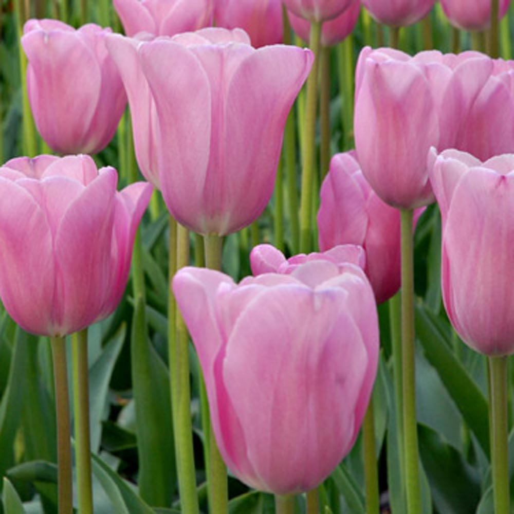 Painter's Palette Tulip Mix