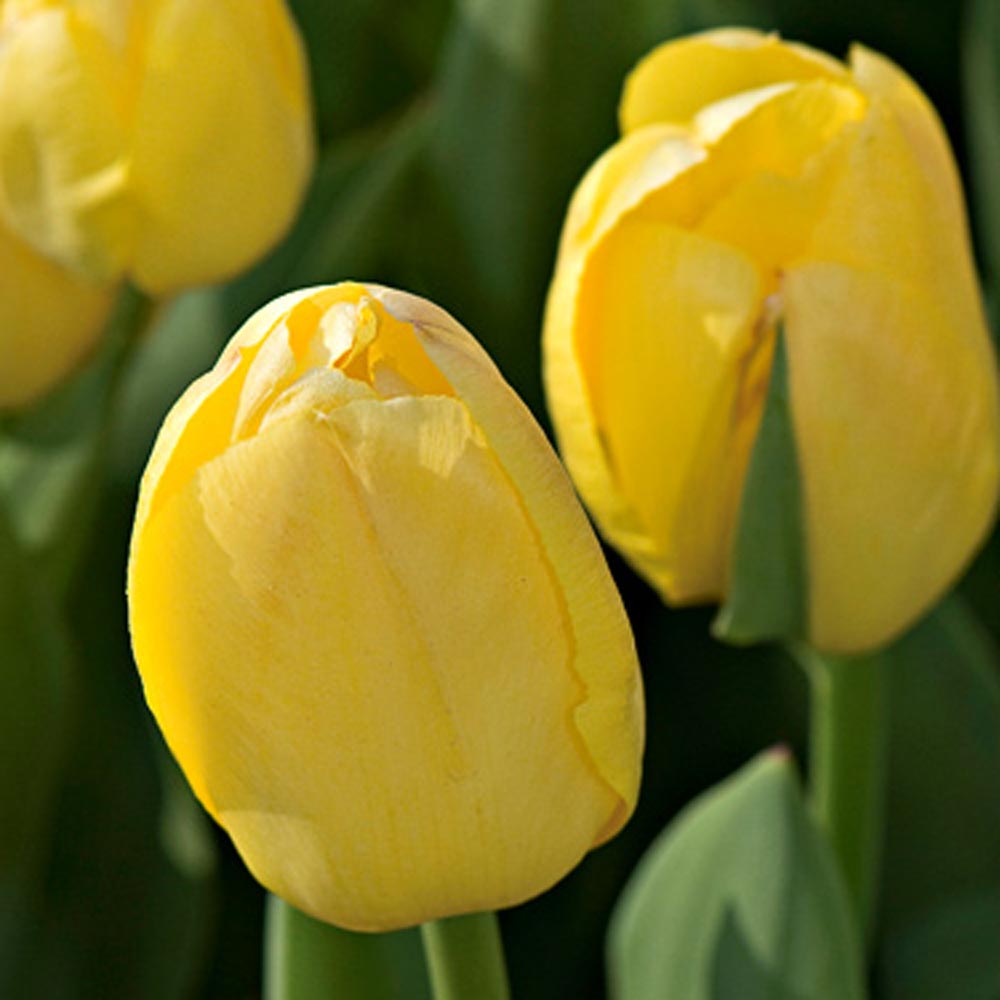 Painter's Palette Tulip Mix