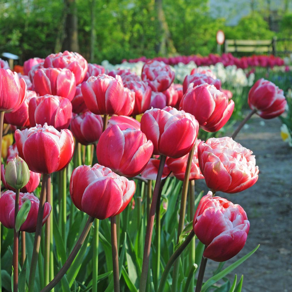 Painter's Palette Tulip Mix