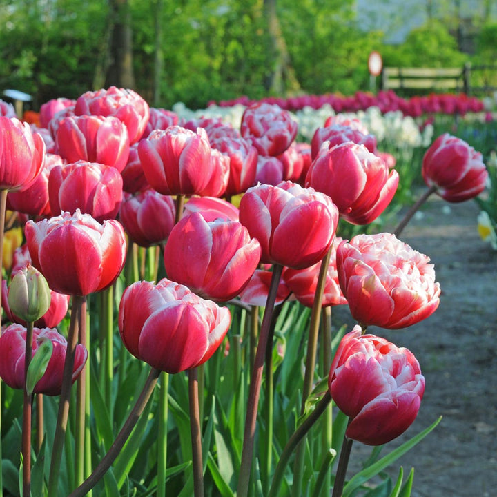 Painter's Palette Tulip Mix
