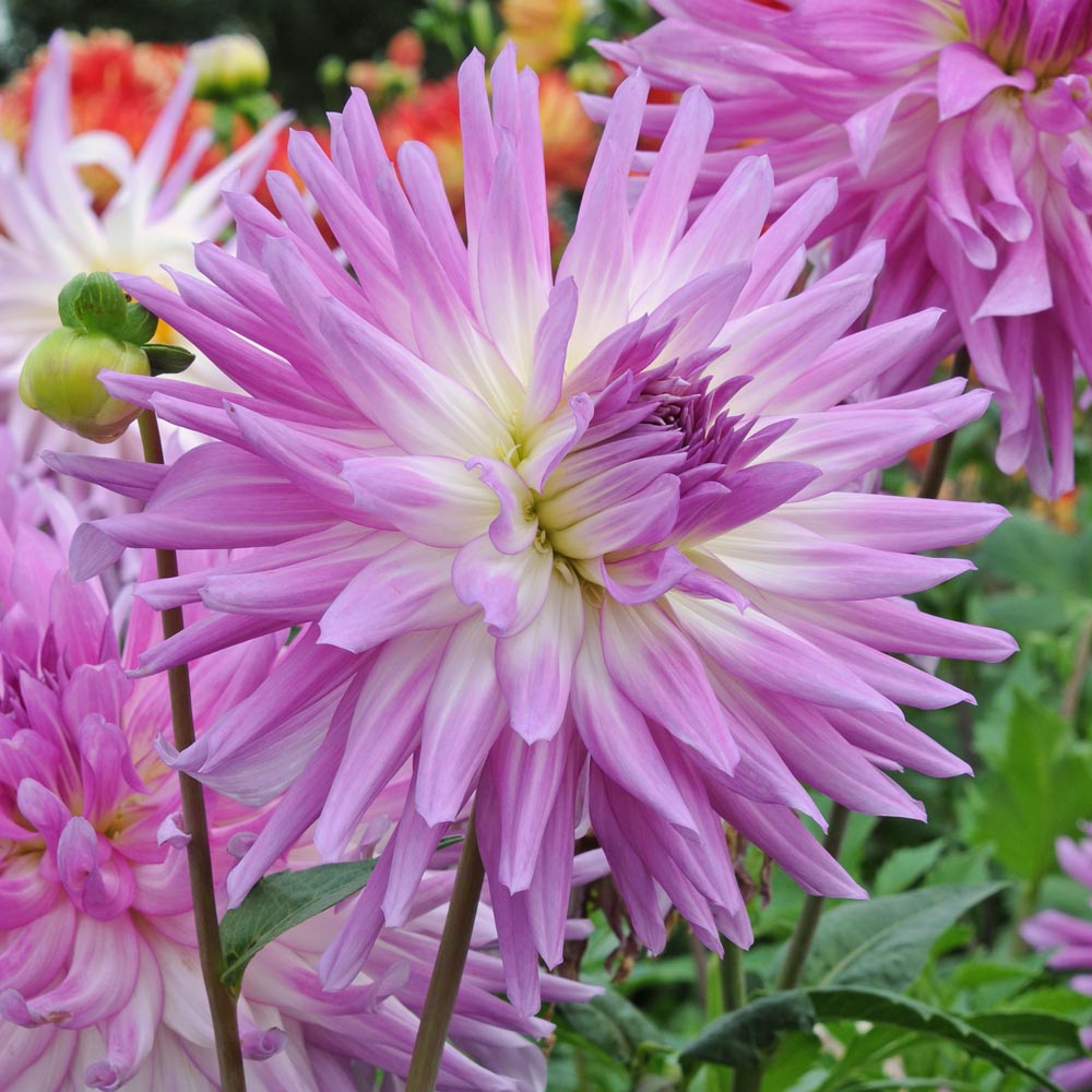 The Big Six Dahlia Collection