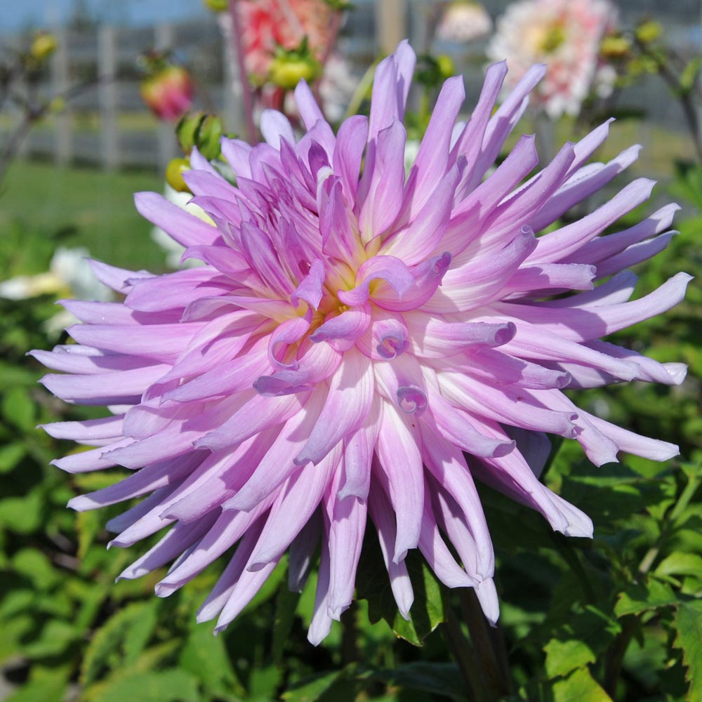 Dahlia 'Mingus Randy'
